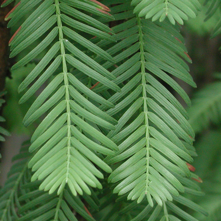 Metasequoia glyptostroboides 'Hamlet's Broom'