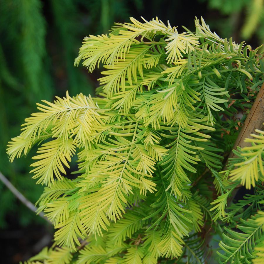 Metasequoia glyptostroboides 'Gold Rush'