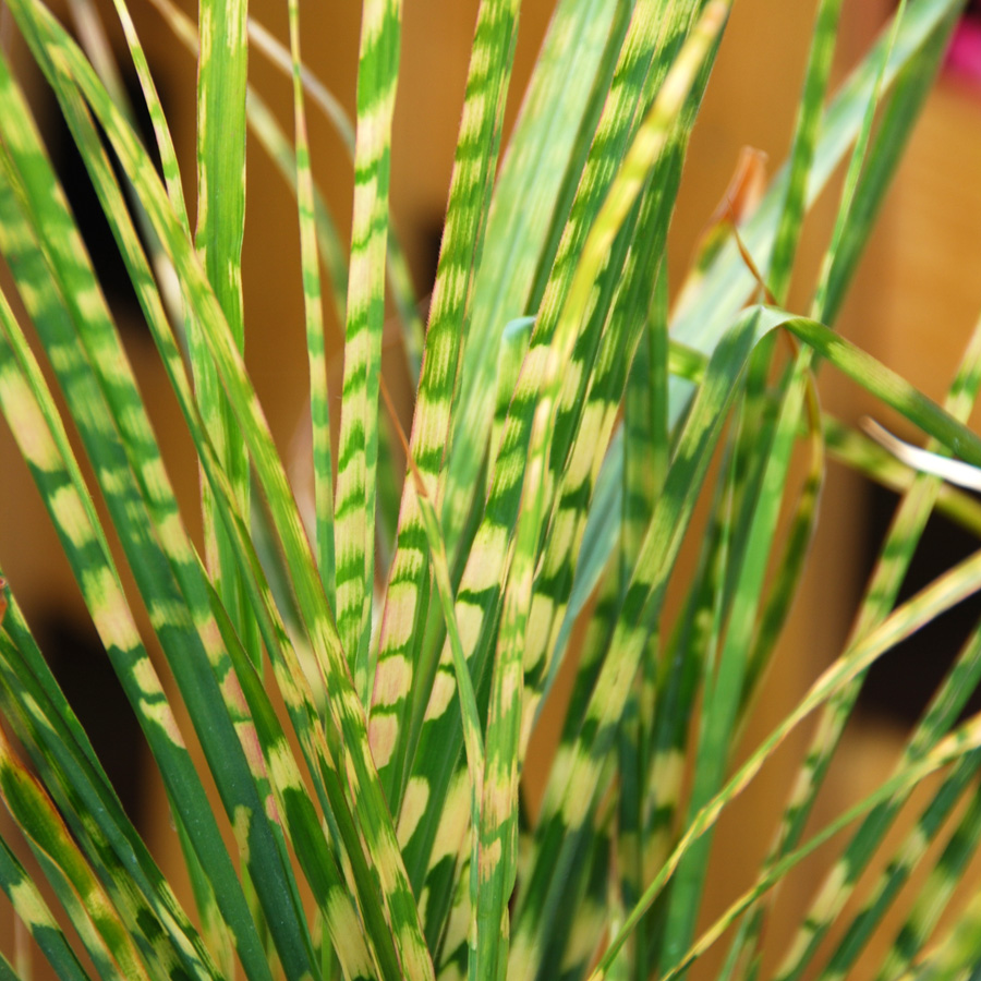 Miscanthus sinensis 'Gold Bar'