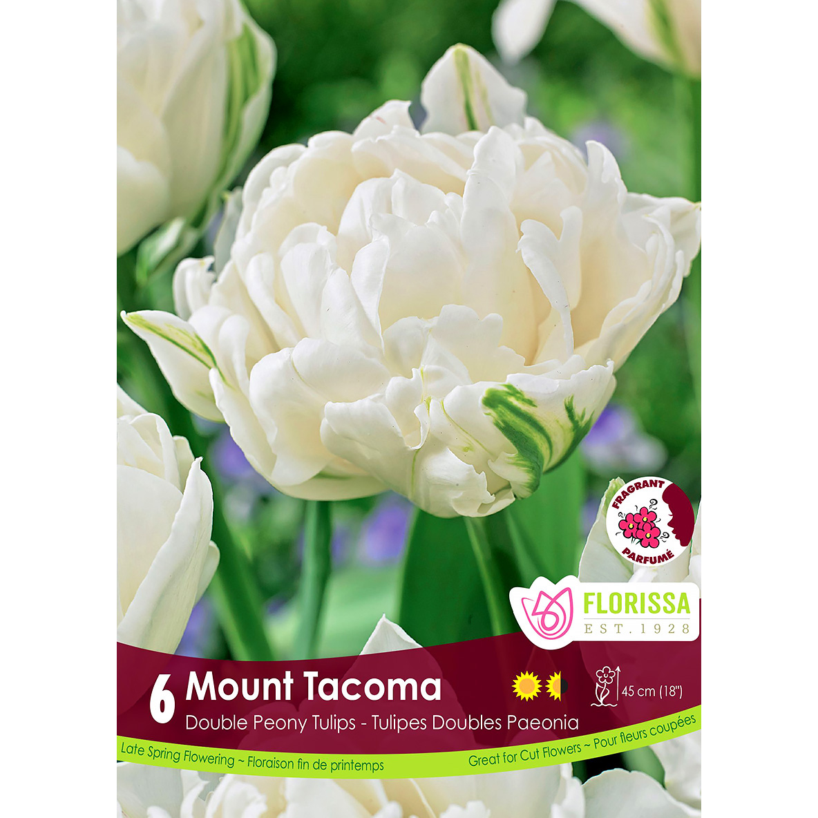 Tulipa 'Mount Tacoma' Bulb  6Pk