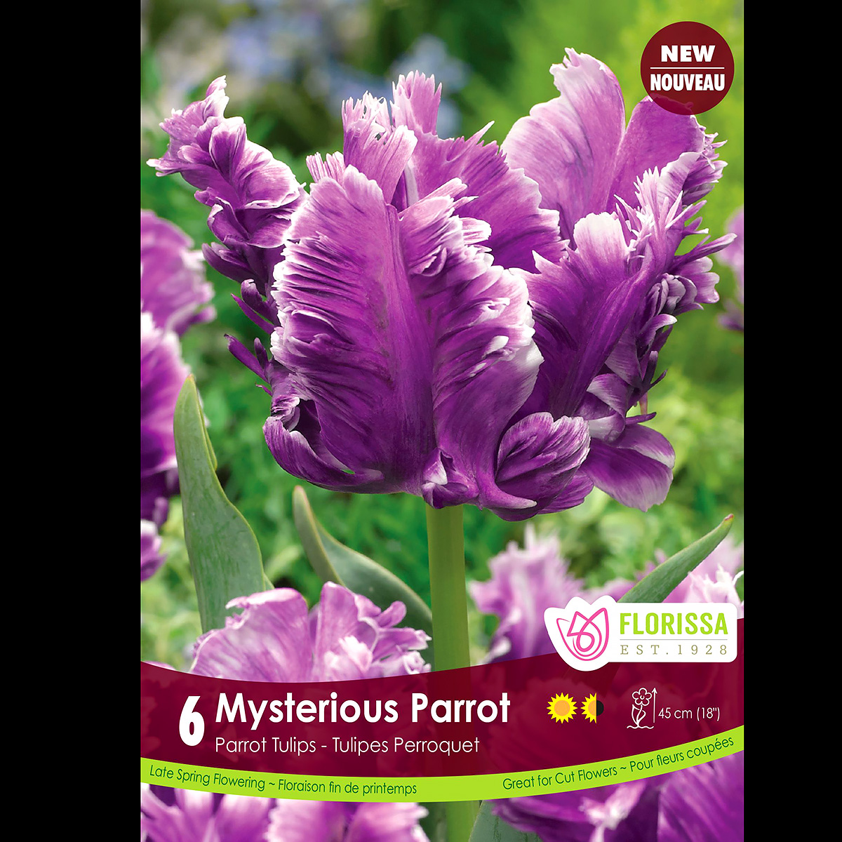 'Mysterious Parrot' Tulip Bulbs 6PK