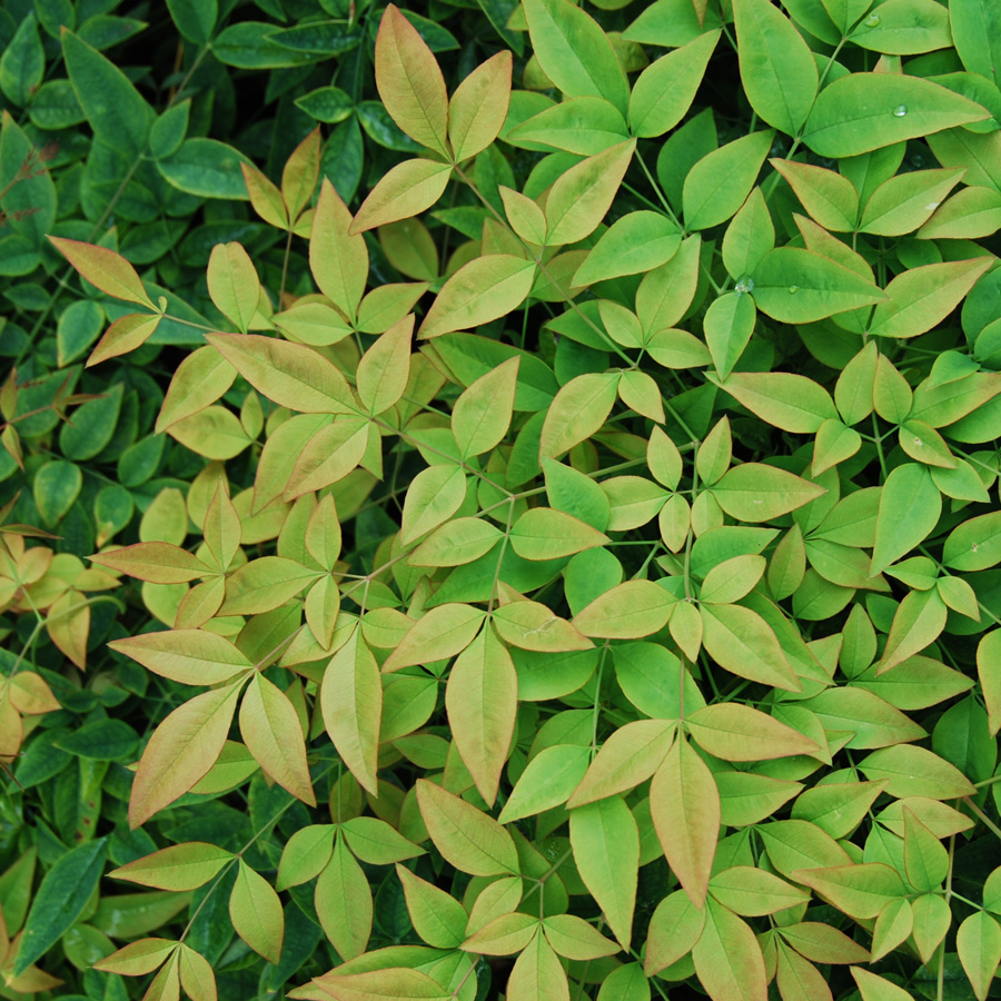 Nandina domestica 'Harbor Dwarf' 