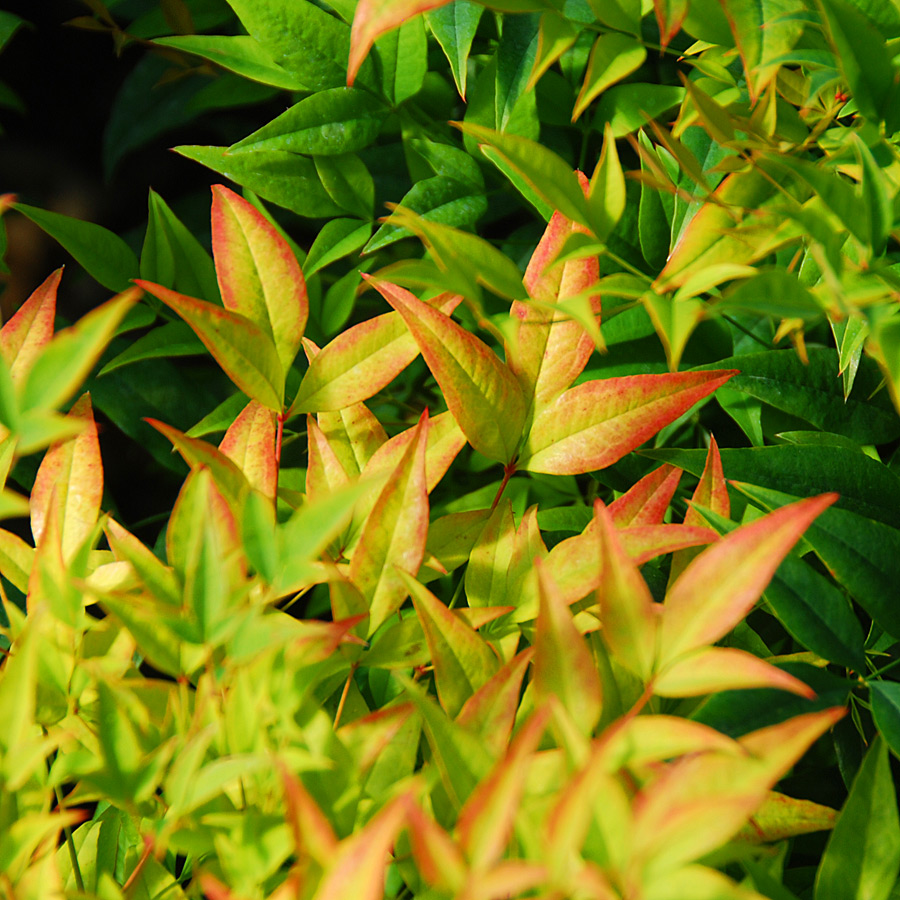 Nandina domestica 'Moon Bay'