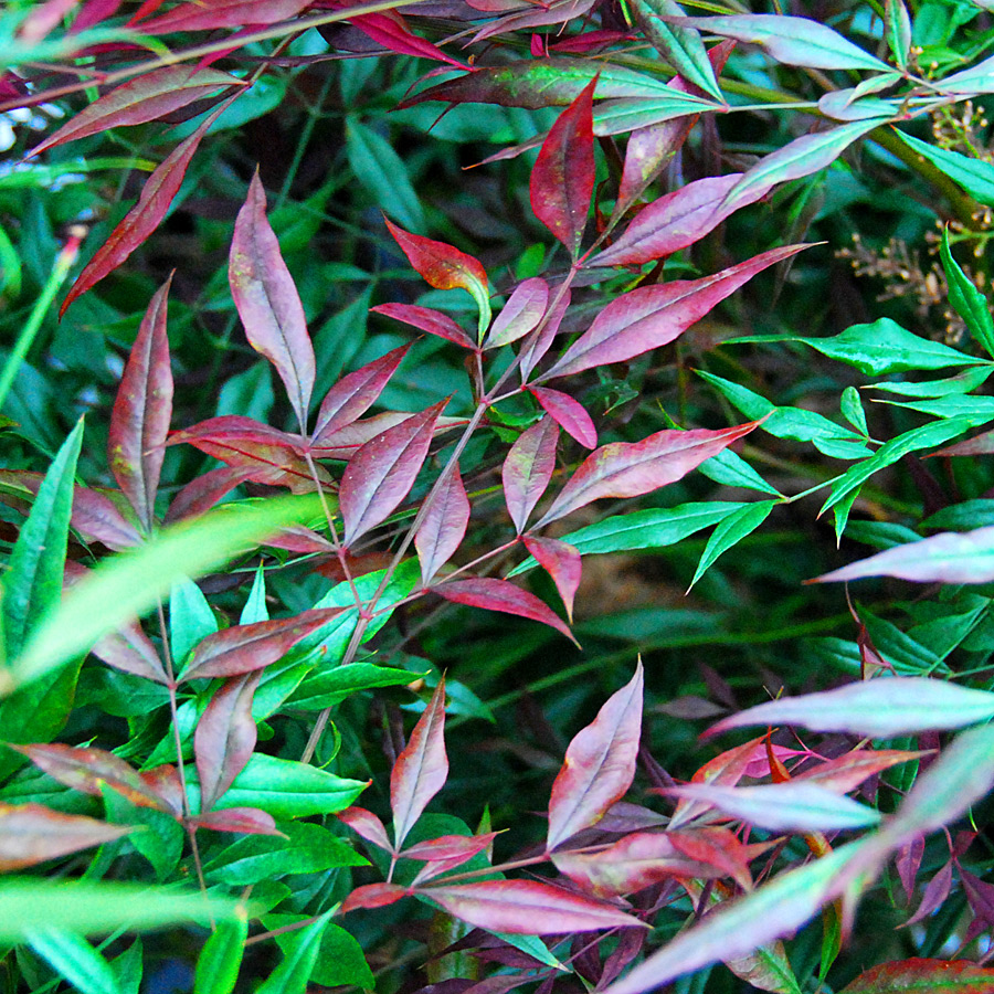 Nandina_domestica_PlumPassion.jpg