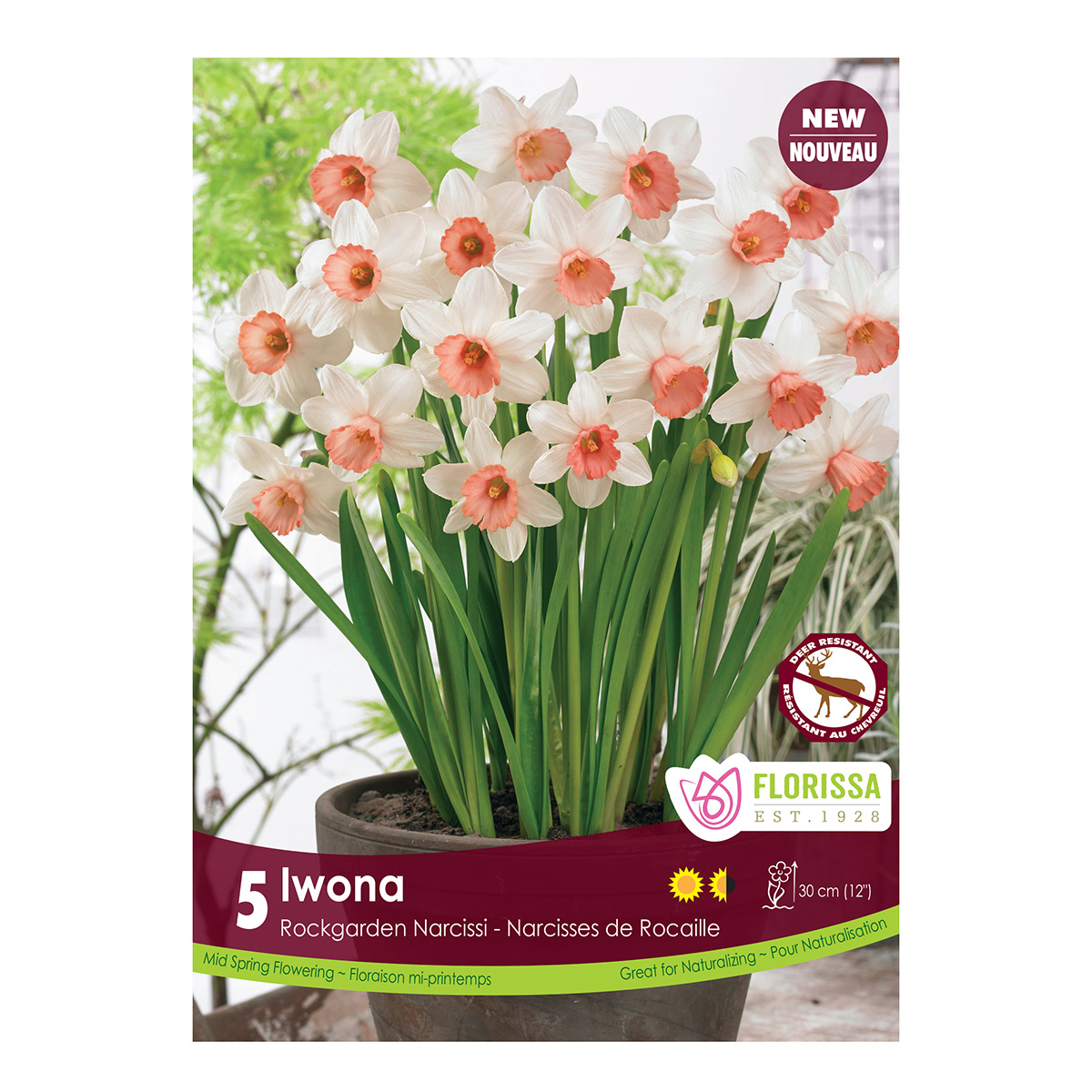 Narcissus 'Iwona' Bulbs 5PK