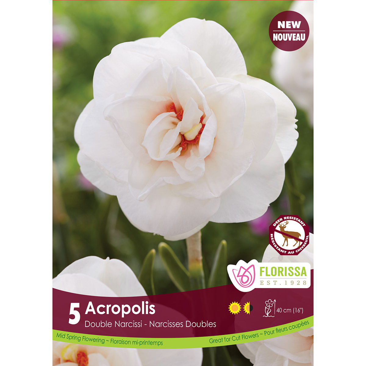 Narcissus 'Acropolis' Bulbs
