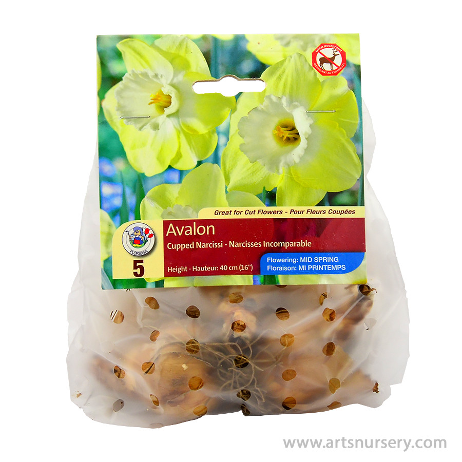 Narcissus_Avalaon.jpg