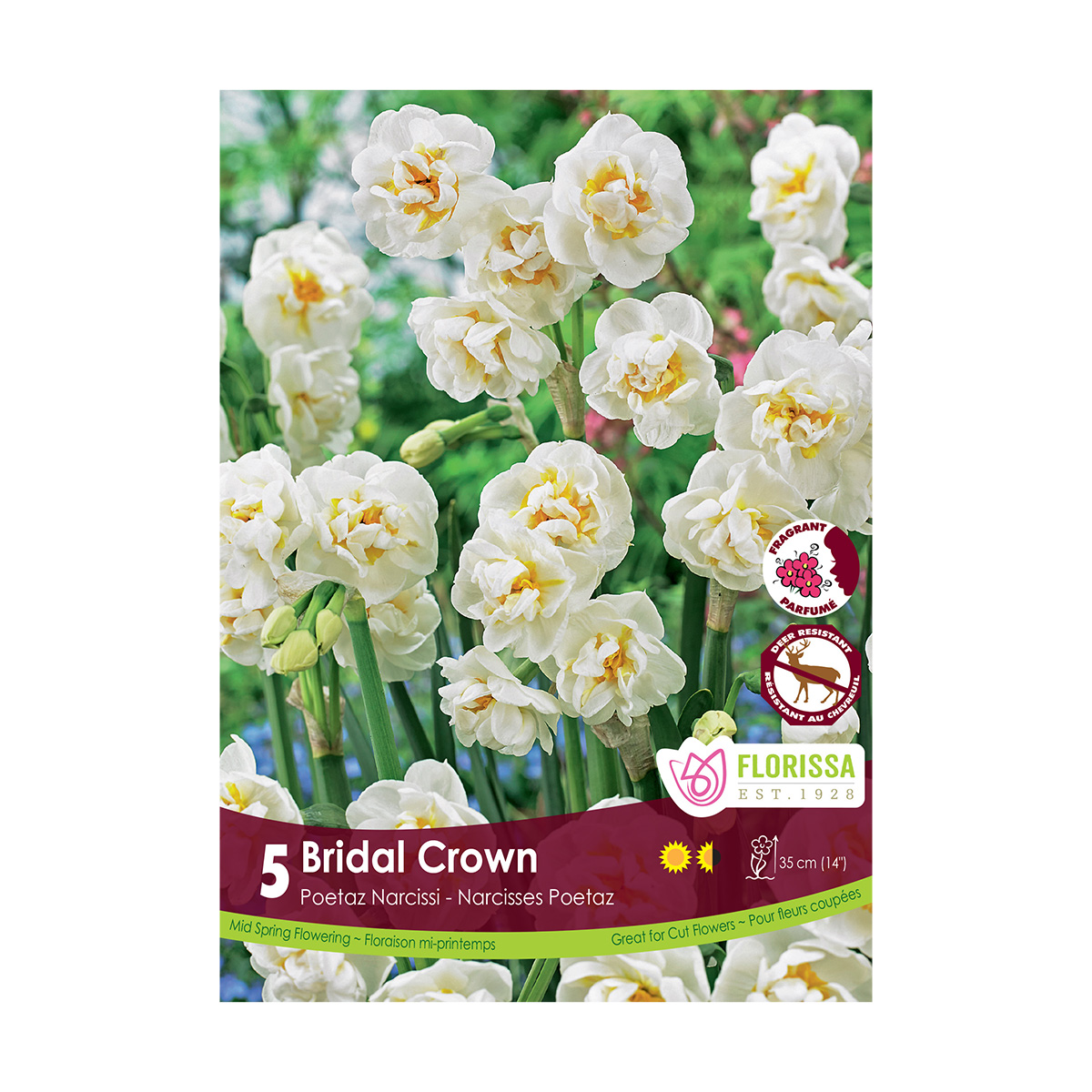 Narcissus 'Bridal Crown' Bulbs 5PK