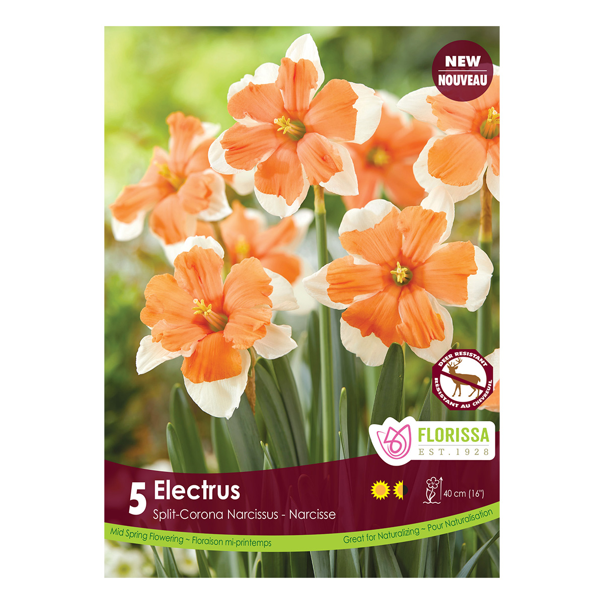 Narcissus 'Electrus' 5PK