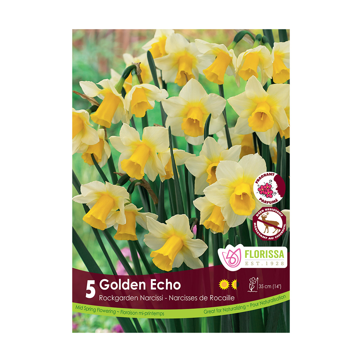 Narcissus 'Golden Echo' Bulbs 5PK