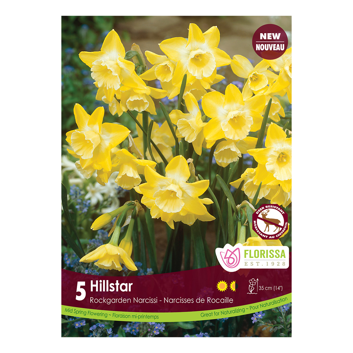 Narcissus 'Hillstar' Bulbs 5PK