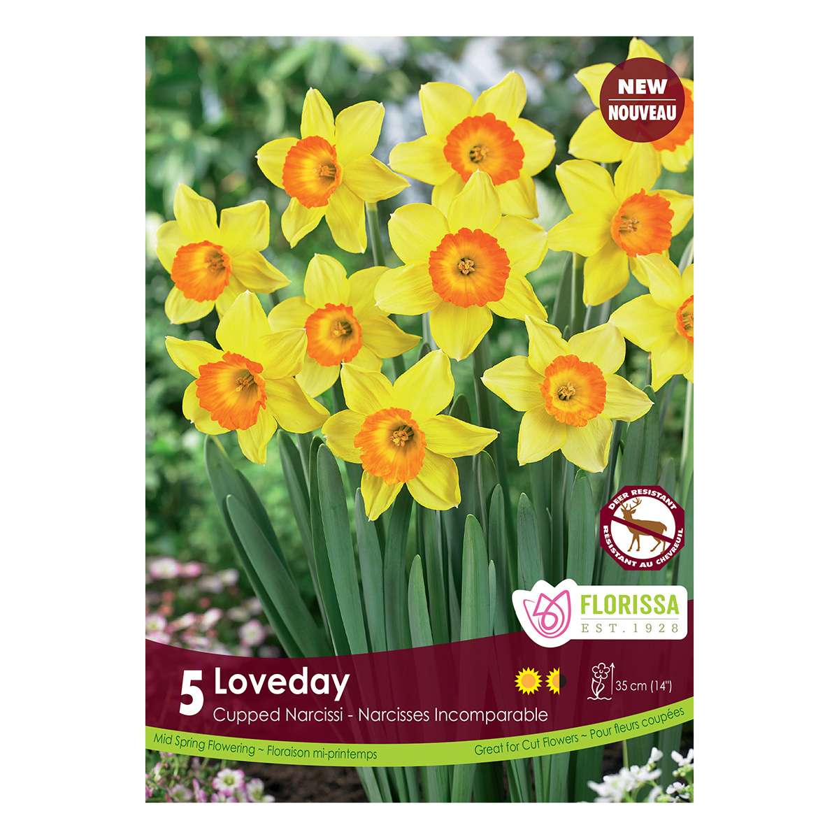 Narcissus 'Loveday' 5PK