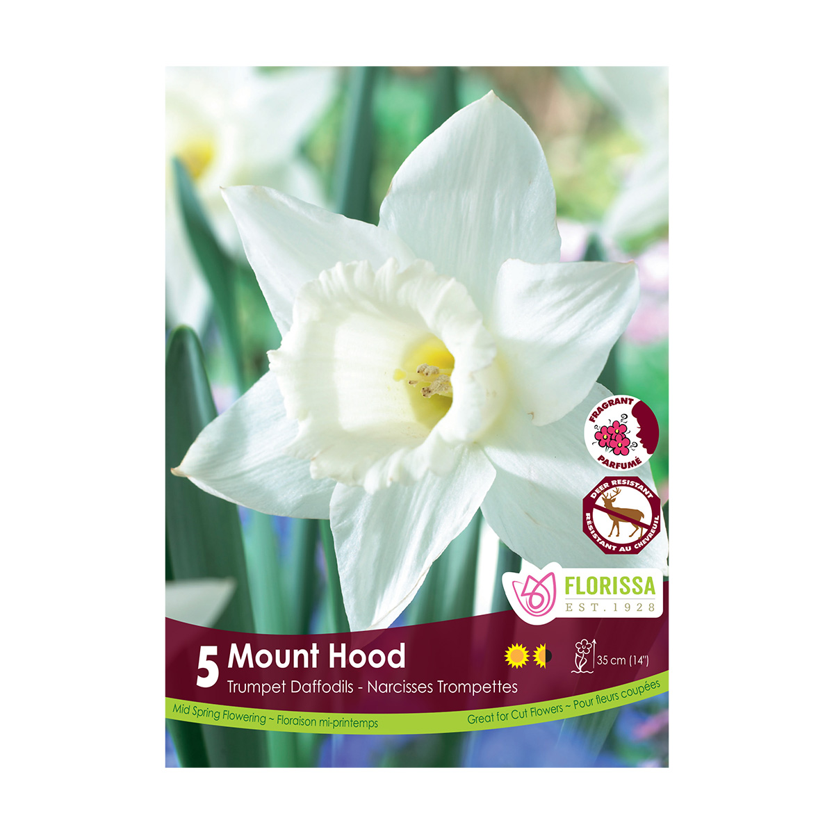 Narcissus 'Mount Hood' Trumpet Daffodil Bulbs 5PK