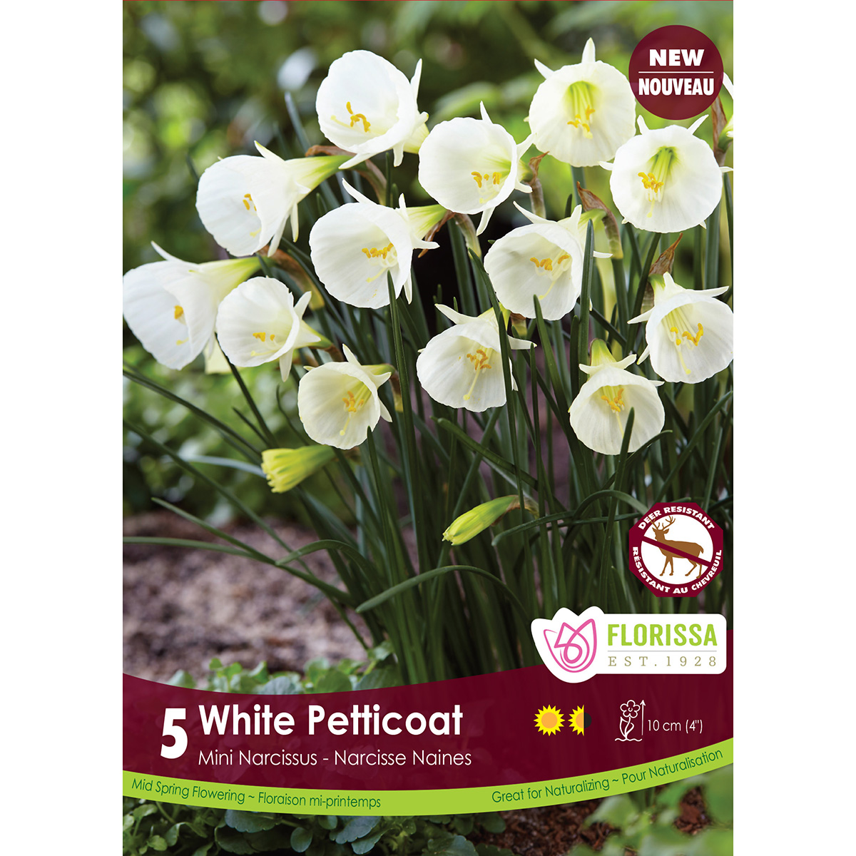 Narcissus_White_Petticoat_1200px.jpg