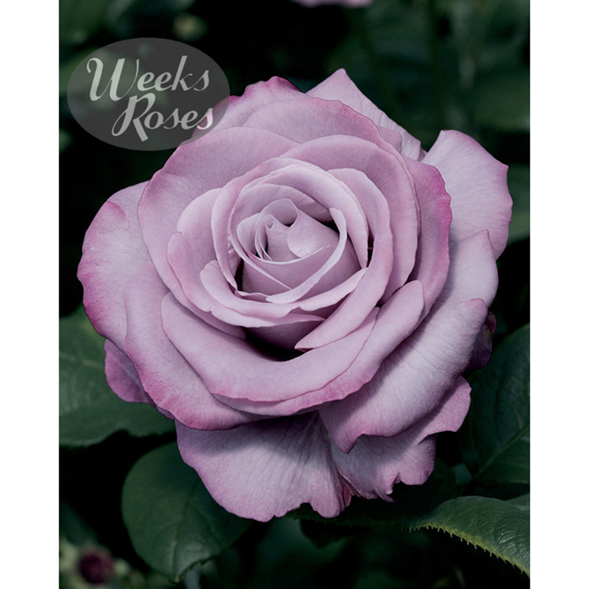 Rosa 'Neptune' TF