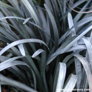 Ophiopogon planiscapus 'nigrescens'