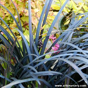 Ophiopogon planiscapus 'arabicus'