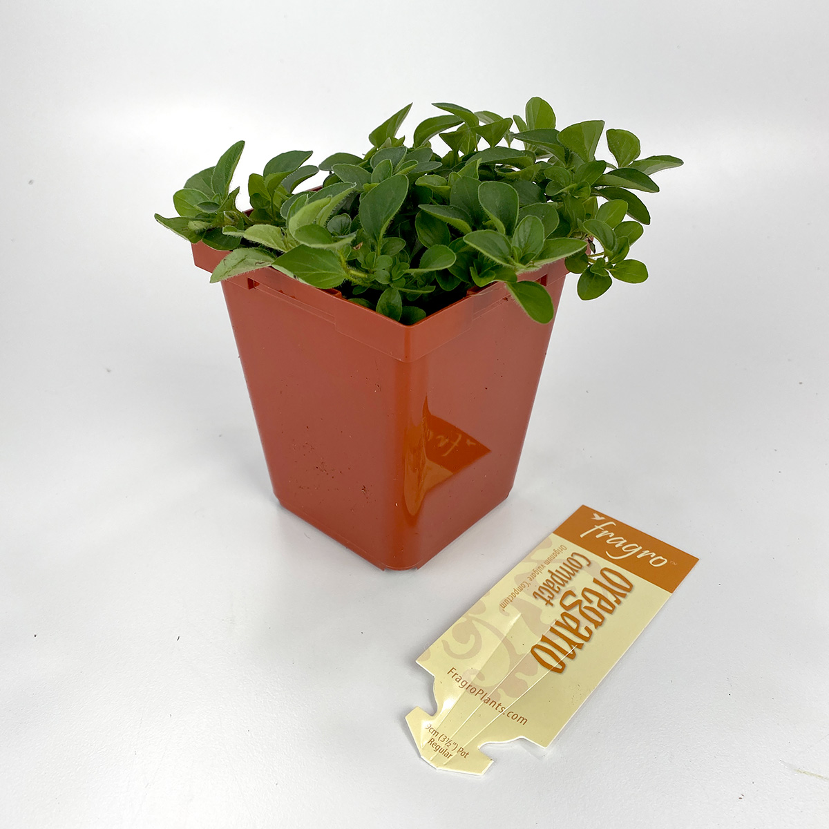 Oregano Compact 4in