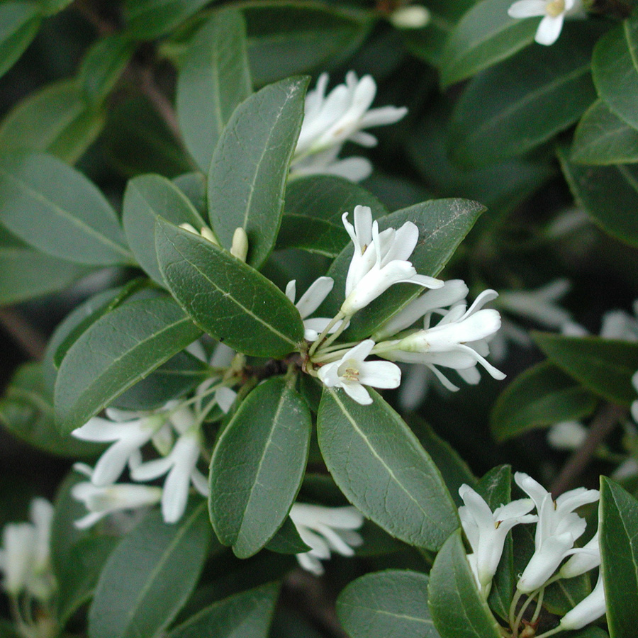 Osmanthus x burkwoodii