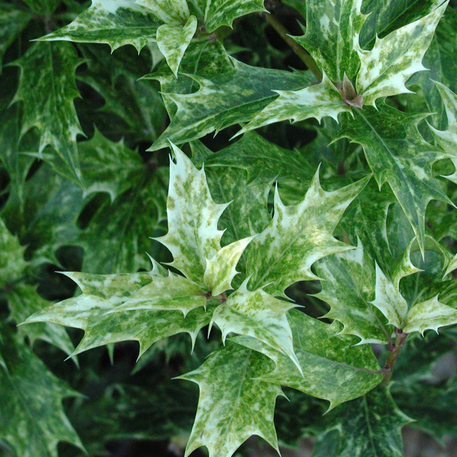 Osmanthus heterophyllus 'Goshiki'