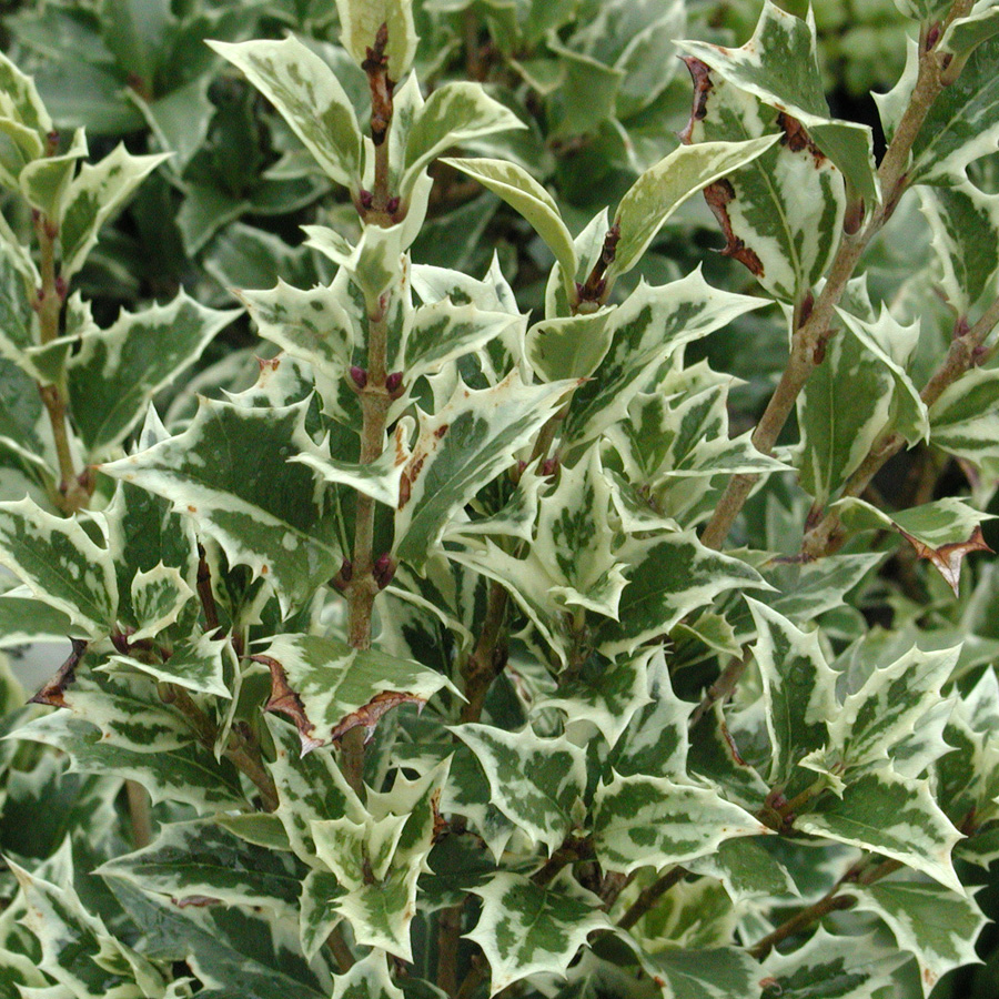 Osmanthus heterophyllus 'Variegatus'