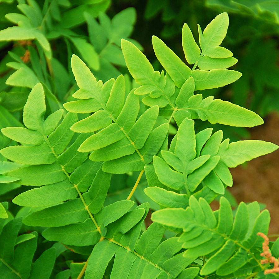 Osmunda regalis