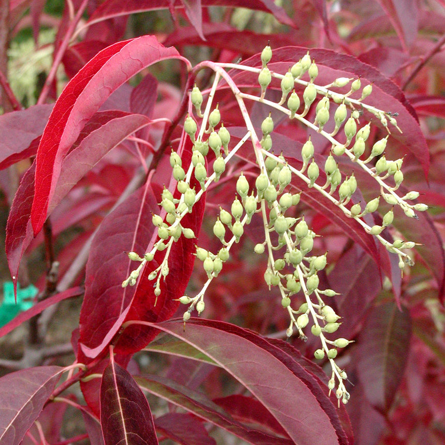 Oxydendron arboreum