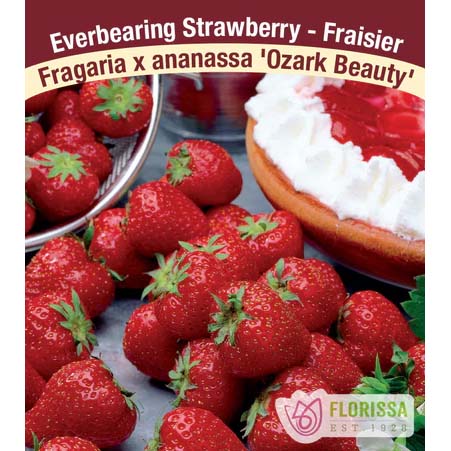 Strawberry 'Ozark Beauty' Roots 10 Pack 