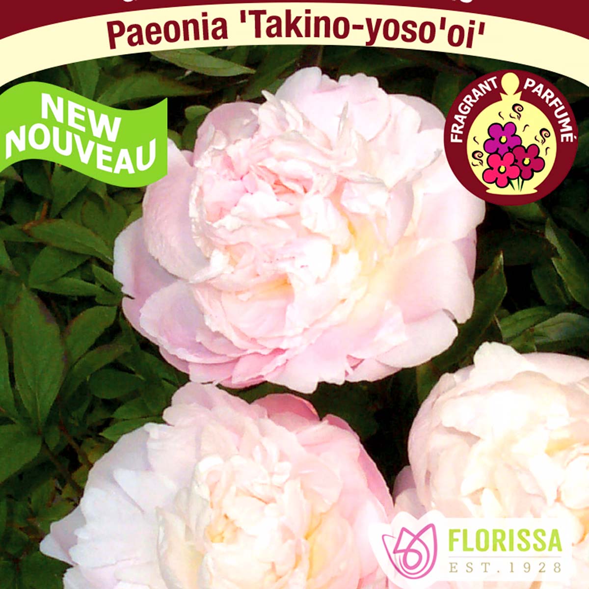 Paeonia 'Takino-yoso'oi' 1G 