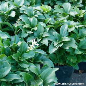 Pachysandra terminalis