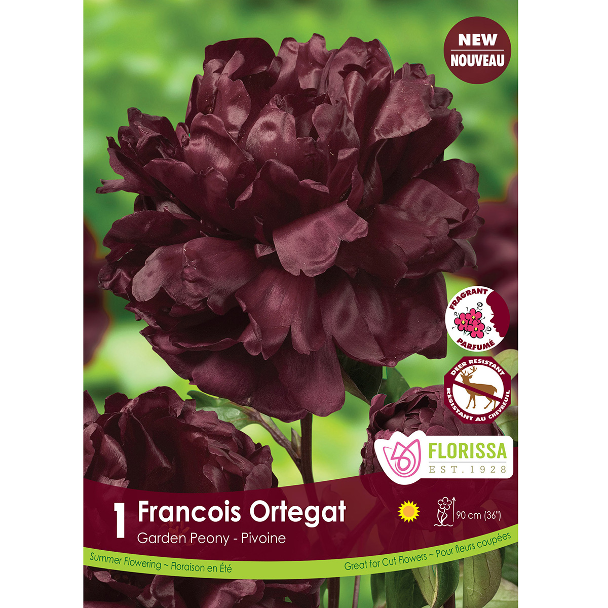 Paeonia 'Francis Ortegat' Bulb