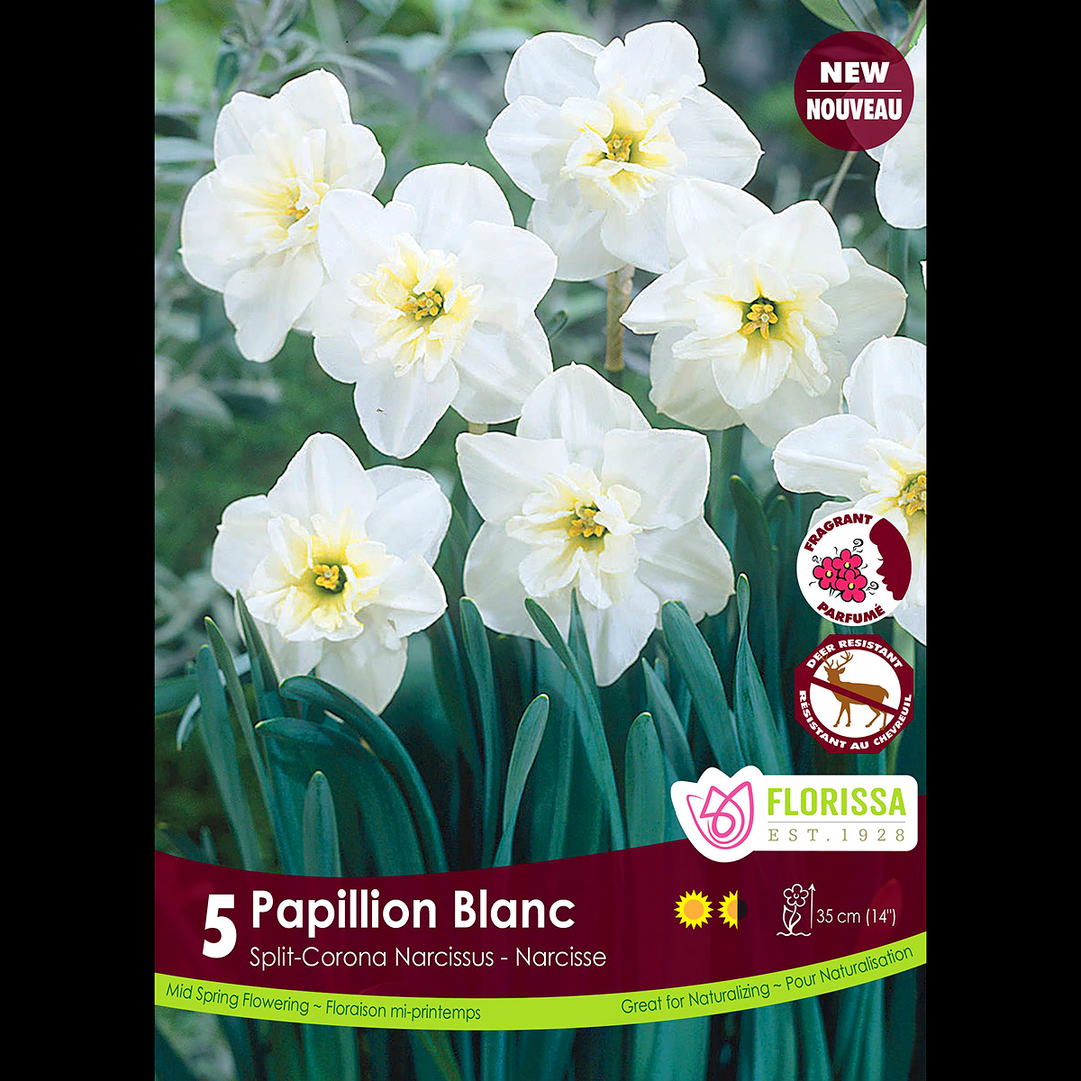 Narcissus 'Papillion Blanc' Bulbs 5PK