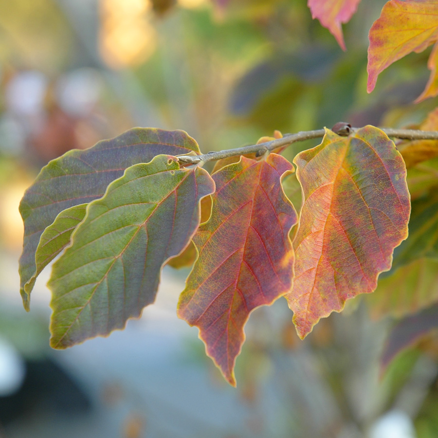 Parrotia persica 'Red October'