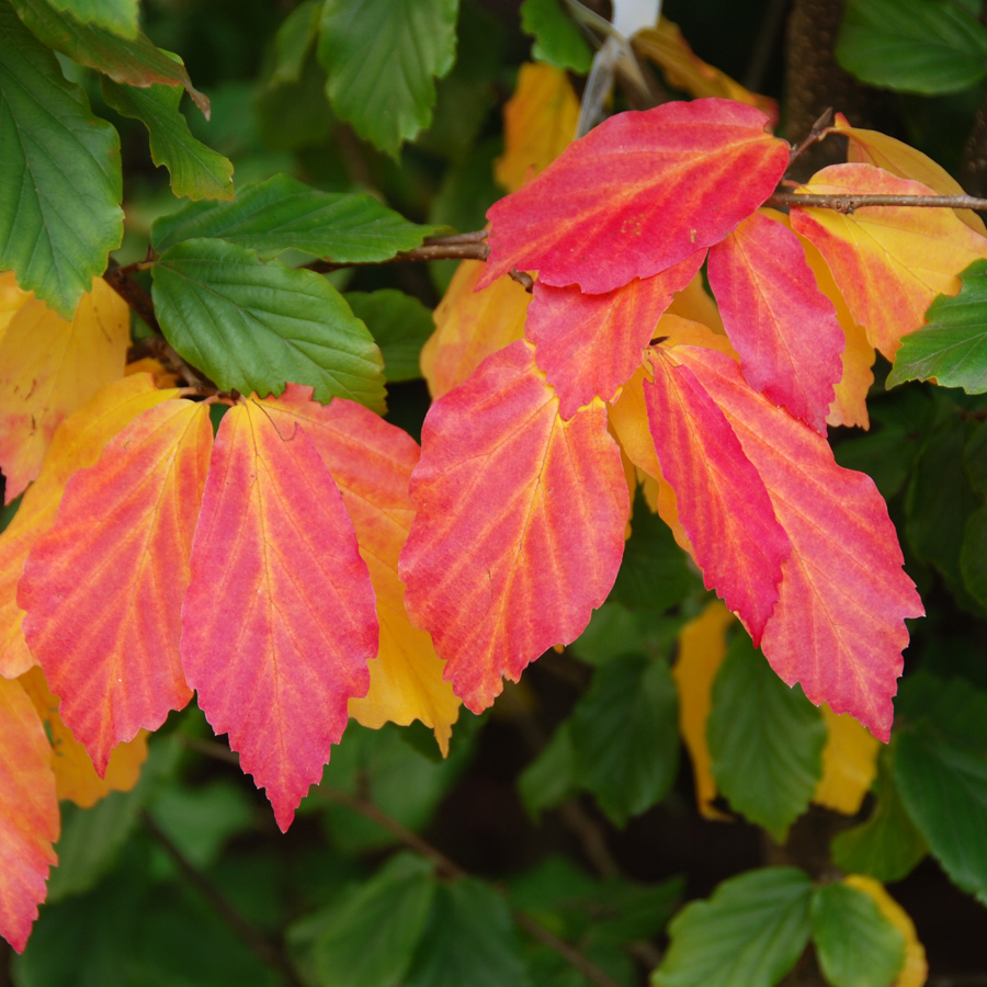 Parrotia persica 'Vanessa'