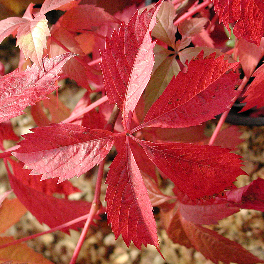 Parthenocissus_cinquefolia.jpg