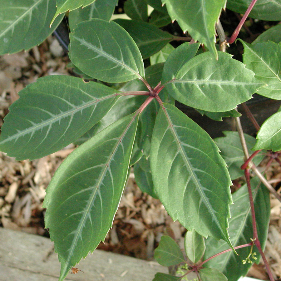 Parthenocissus henryana