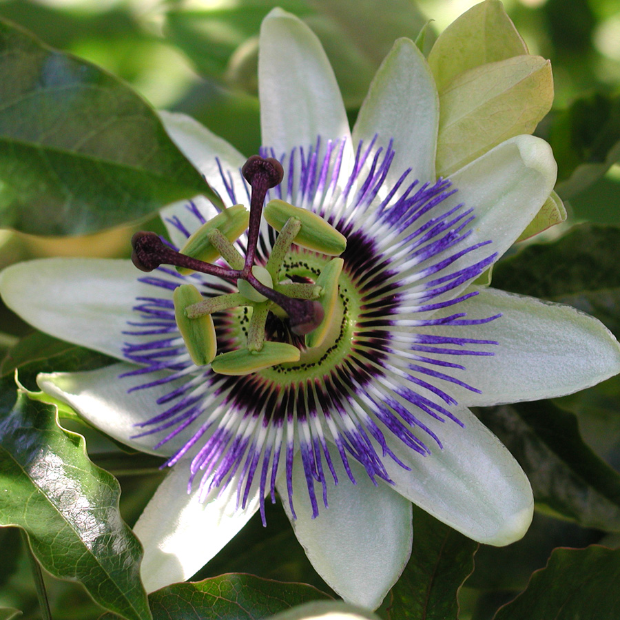 Passiflora caerulea 'Clear Sky'