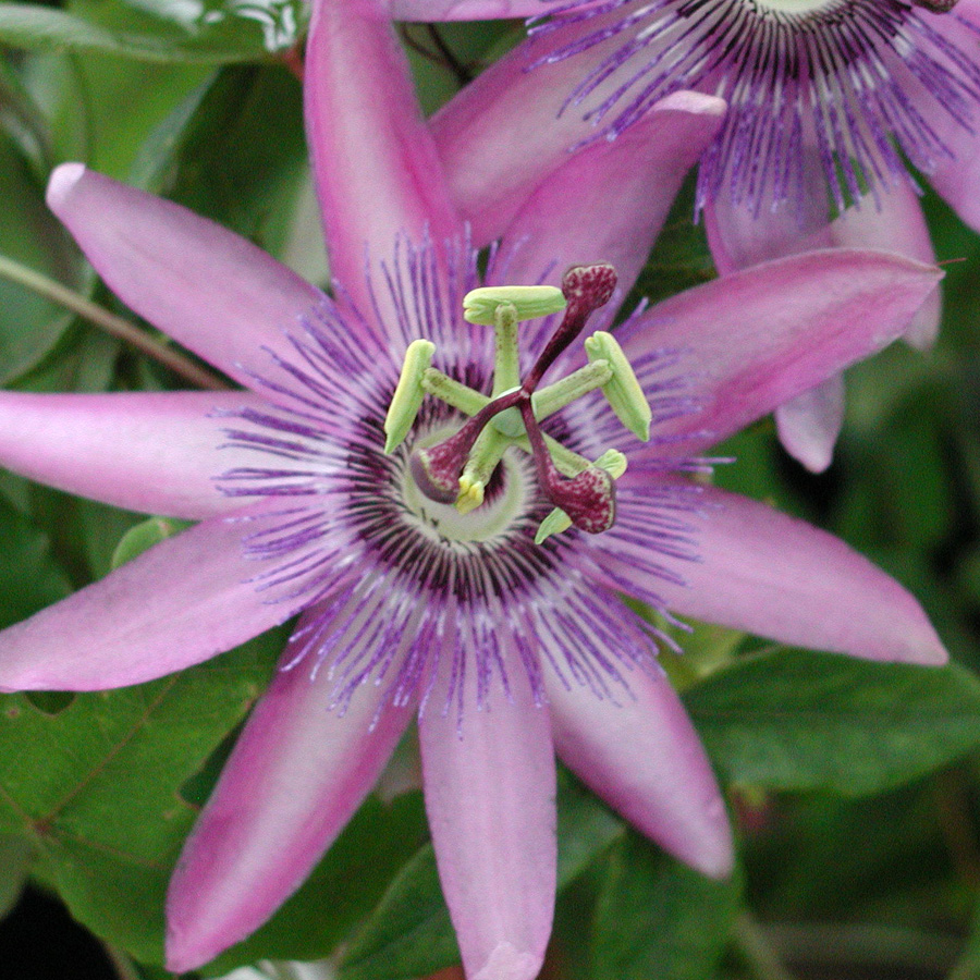 Passiflora x 'Lavender Lady'  staked