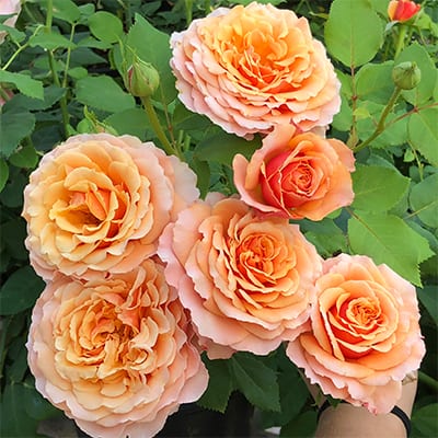 Rosa 'Peach Perfection' | Roses | Arts Nursery Garden and Home Ltd