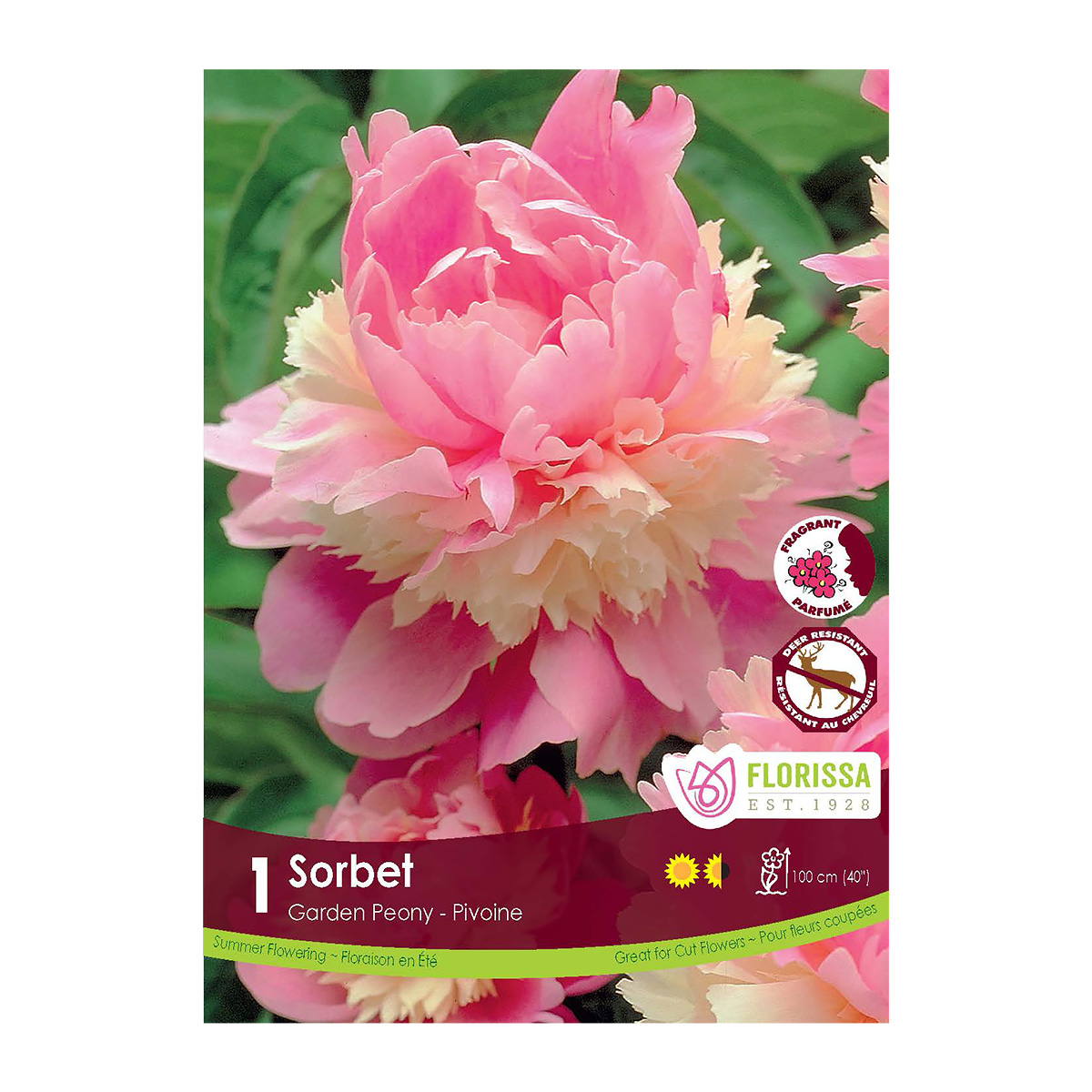 Peony 'Sorbet' Bulb  