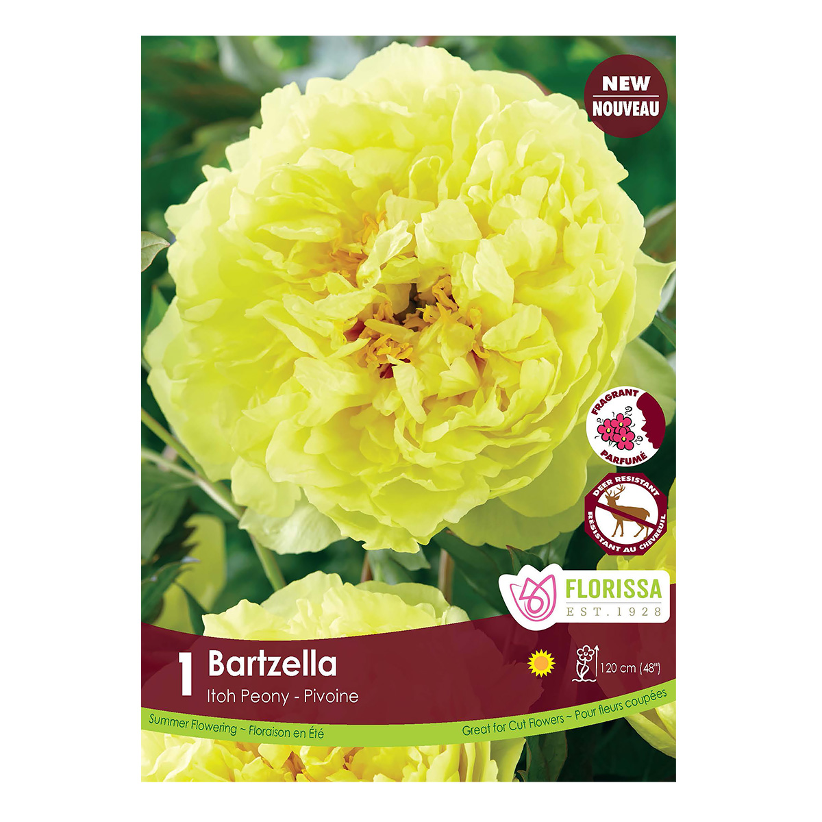 Paeonia Itoh 'Bartzella' Bulb