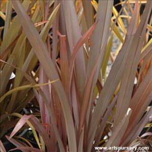 Phormium tenax 'Atropurpureum Compactum'