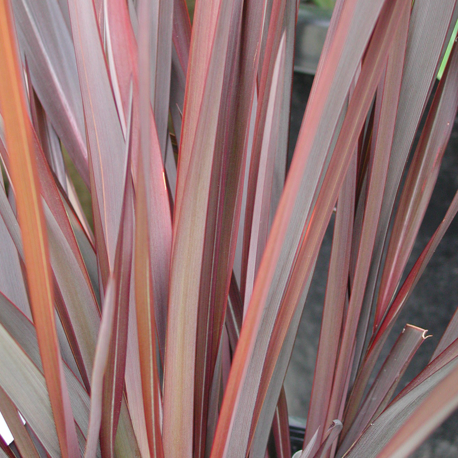 Phormium tenax 'Shiraz'