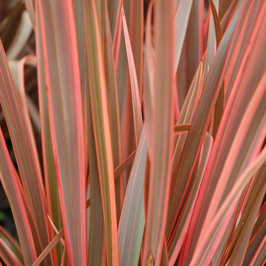 Phormium tenax 'Sundowner' 