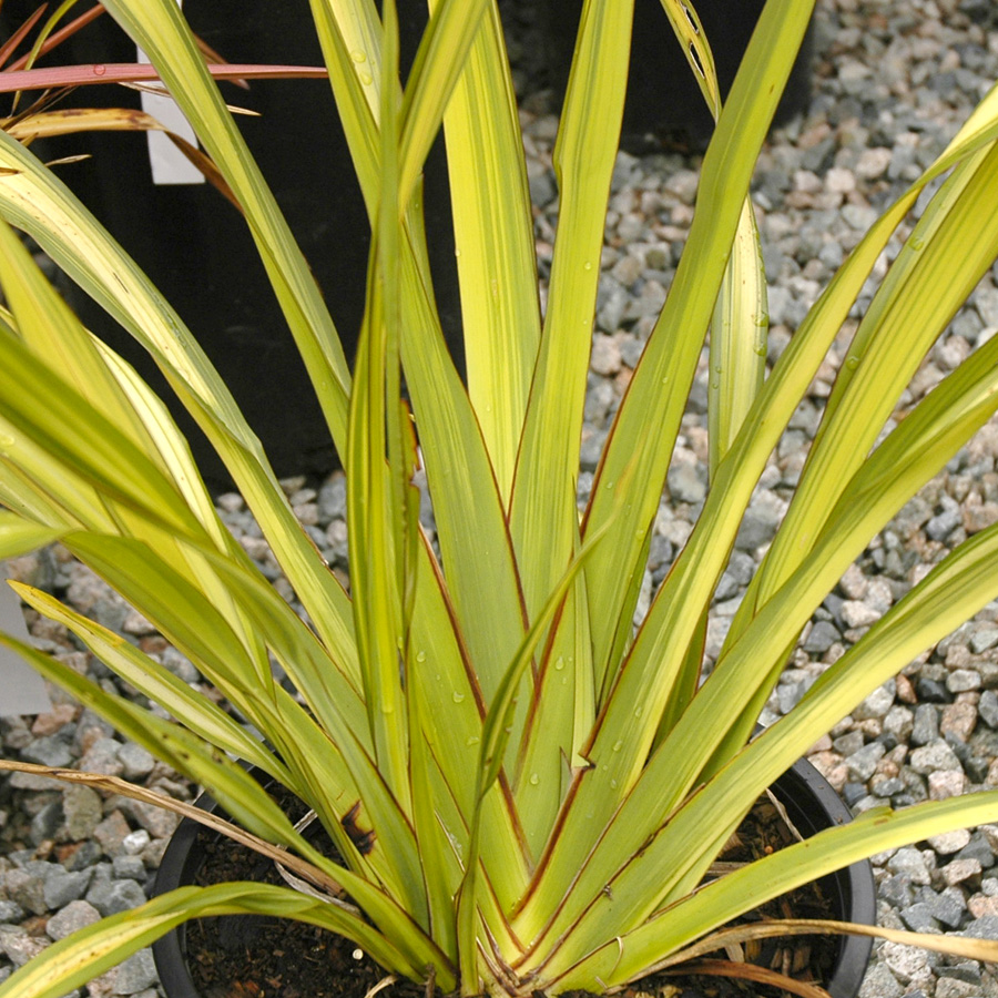 Phormium tenax 'Yellow Wave' 