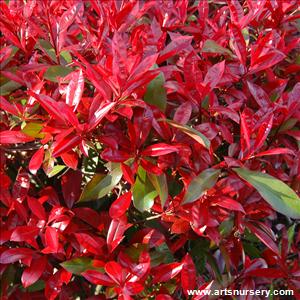 Photinia x 'Fraserii'