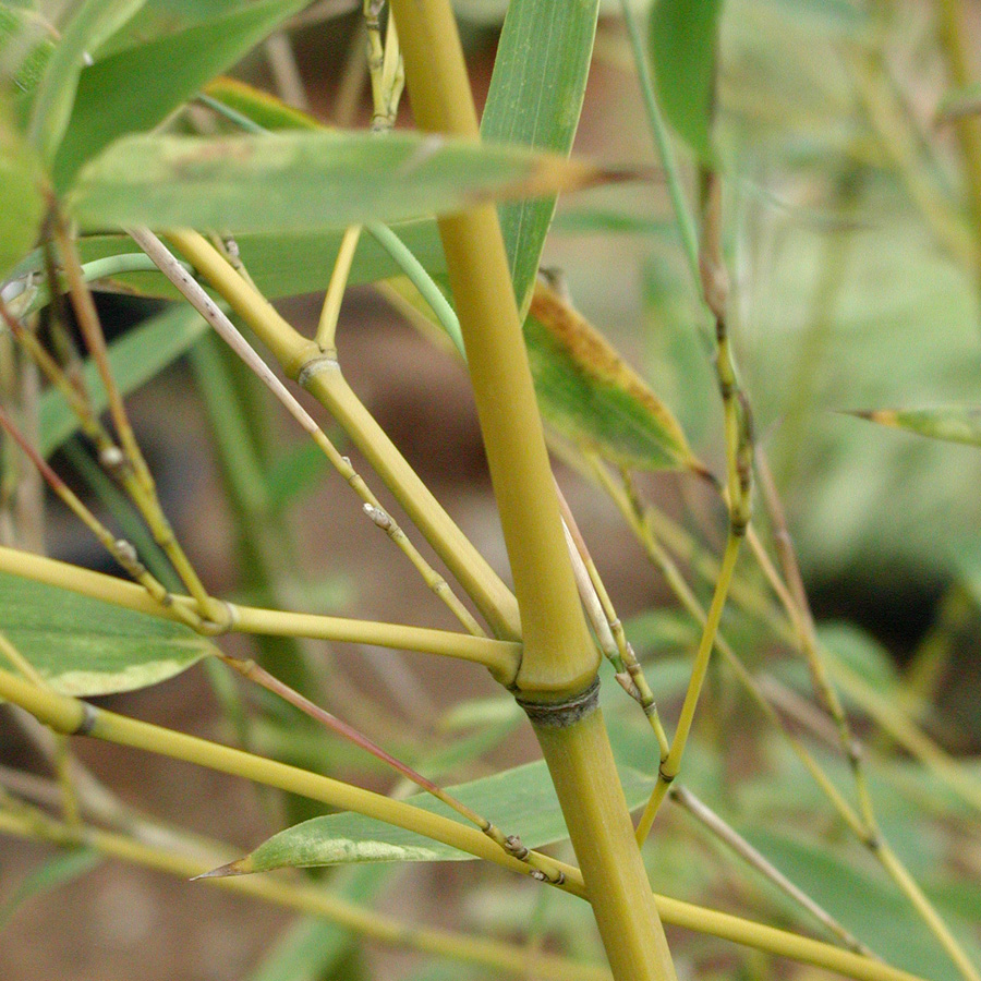 Phyllostachys aurea