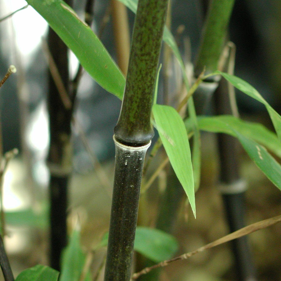 Phyllostachys nigra