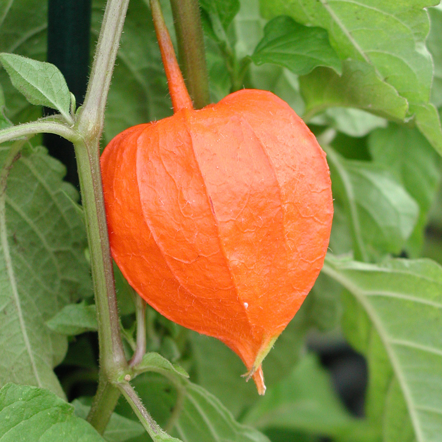 Physalis alkekengi