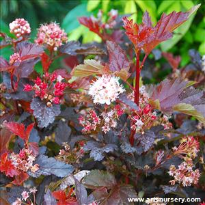 Physocarpus opulifolius 'Center Glow'